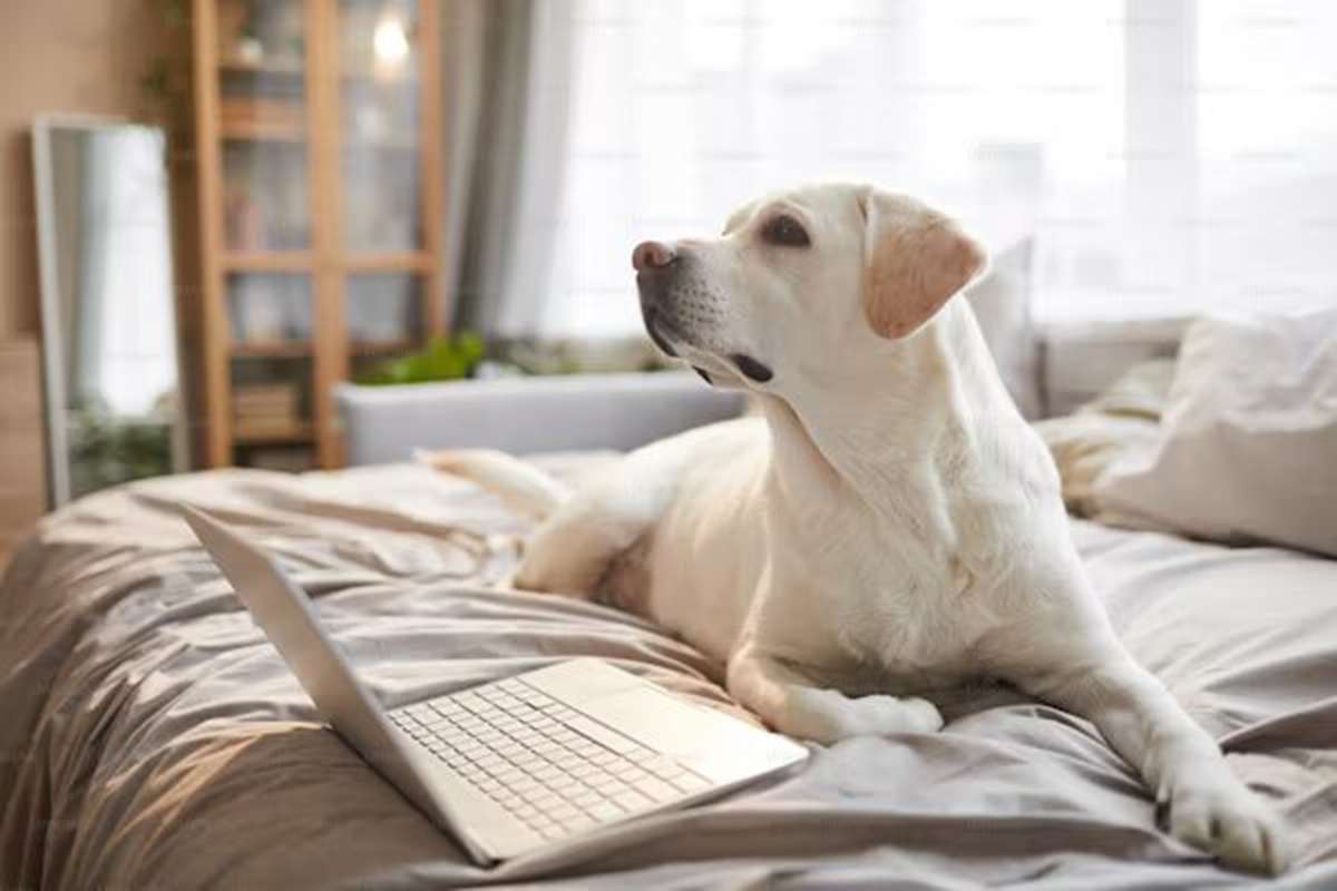 labrador dog rest in room